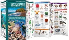 Northeastern Seashore Life (Pocket Naturalist® Guide).