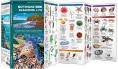 Northeastern Seashore Life (Pocket Naturalist® Guide)