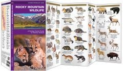 Rocky Mountain Wildlife (Pocket Naturalist® Guide).