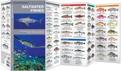 Saltwater Fishes (Pocket Naturalist® Guide).