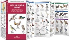 Grassland Birds (Pocket Naturalist® Guide)
