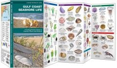 Gulf Coast Seashore Life (Pocket Naturalist® Guide).