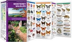 Monterey Wildlife (Pocket Naturalist® Guide).
