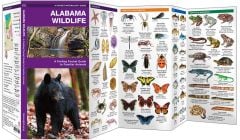 Alabama Wildlife (Pocket Naturalist® Guide).