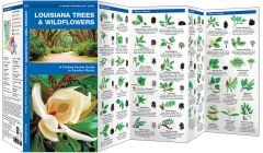 Louisiana Trees & Wildflowers (Pocket Naturalist® Guide).