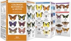 Colorado Butterflies & Moths (Pocket Naturalist® Guide)