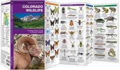 Colorado Wildlife (Pocket Naturalist® Guide)