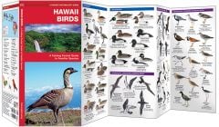 Hawaii Birds (Pocket Naturalist® Guide)