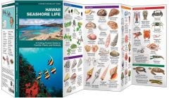 Hawaii Seashore Life (Pocket Naturalist® Guide)