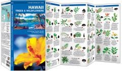 Hawaii Trees & Wildflowers (Pocket Naturalist® Guide)
