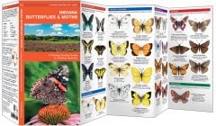 Indiana Butterflies & Moths (Pocket Naturalist® Guide)