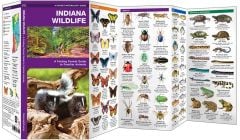 Indiana Wildlife (Pocket Naturalist® Guide).
