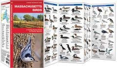 Massachusetts Birds (Pocket Naturalist® Guide).