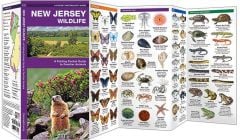 New Jersey Wildlife (Pocket Naturalist® Guide).