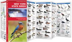 New York State Birds (Pocket Naturalist® Guide).