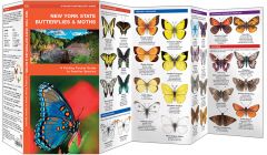 New York State Butterflies & Moths (Pocket Naturalist® Guide).