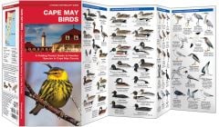 Cape May Birds (Pocket Naturalist® Guide)