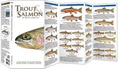 Trout & Salmon of North America (Pocket Fish Identification Guide®)