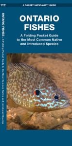 Ontario Fishes (Pocket Naturalist® Guide)