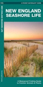 New England Seashore Life (Pocket Naturalist® Guide)