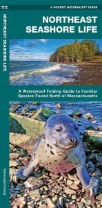 Northeast Seashore Life, 2nd Edition (Pocket Naturalist® Guide)