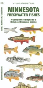 Minnesota Freshwater Fishes (Pocket Naturalist® Guide)