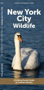 New York City Wildlife (Pocket Naturalist® Guide)