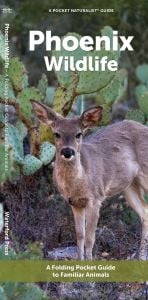 Phoenix Wildlife (Pocket Naturalist® Guide)