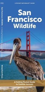 San Francisco Wildlife (Pocket Naturalist® Guide)