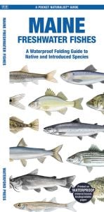 Maine Freshwater Fishes (Pocket Naturalist® Guide)