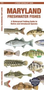 Maryland Freshwater Fishes (Pocket Naturalist® Guide)