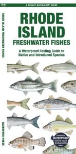 Rhode Island Freshwater Fishes (Pocket Naturalist® Guide)