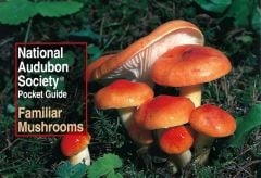Mushrooms (Audubon Society Pocket Guides)
