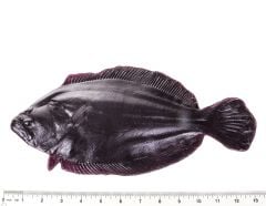 Flounder Fish Printing Replica (12")