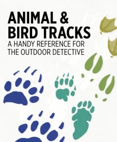 Animal & Bird Tracks (Knowledge Cards®)