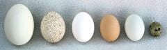 Bird Eggs Expansion Collection (Animal Signatures® Kit). 