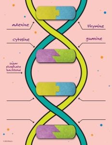 DNA Builder