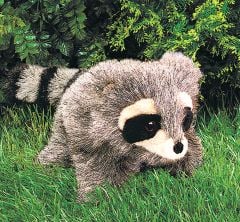 Raccoon Puppet, Young