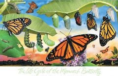 Monarch Life Cycle Poster (Laminated)