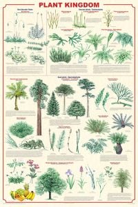 Plant Kingdom Poster (Laminated)