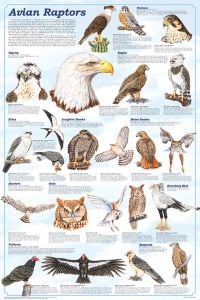 Avian Raptors Poster (Laminated)