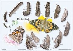 Painted Lady Life Cycle Poster (Laminated)
