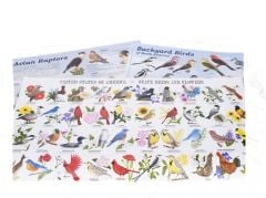 Birds Laminated Poster Set (Discounted Set of 3 Posters)