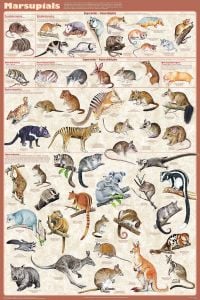 Marsupials (Laminated Poster)
