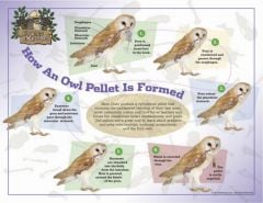 How an Owl Pellet is Formed Laminated Poster