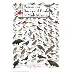 Peterson's Backyard Birds of the Mid-Atlantic Poster