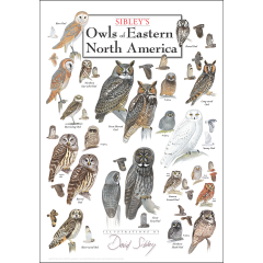 Sibley's Owls of Eastern North America Poster