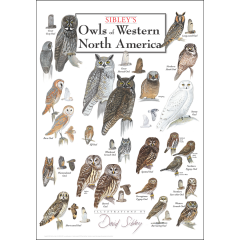 Sibley's Owls of Western North America Poster