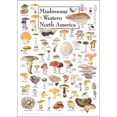 Mushrooms of Western North America Poster