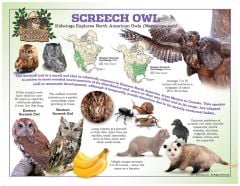 Screech Owl Laminated Poster